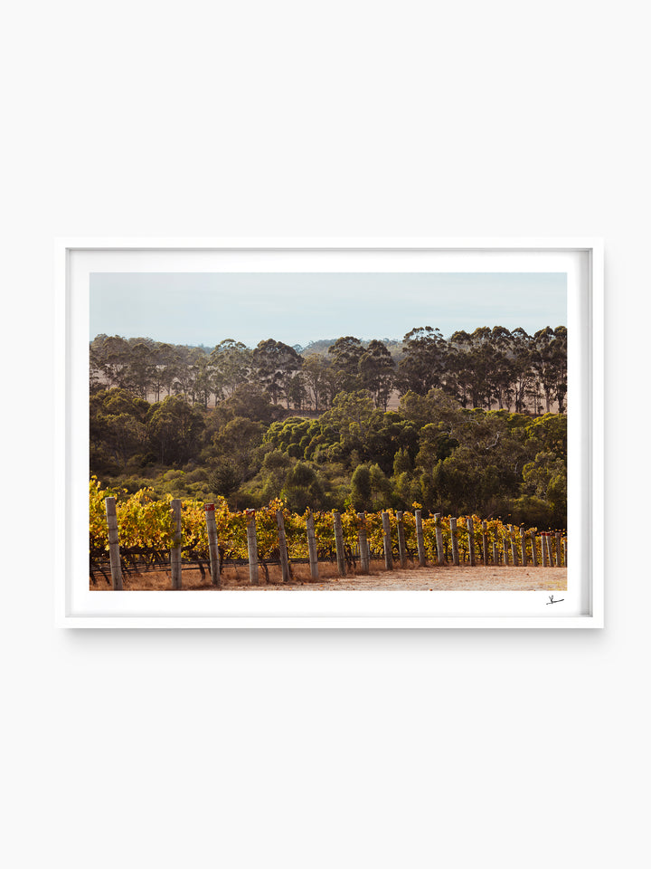 Cape Mentelle Winery 01 - Wall Art Print - Australia Unseen