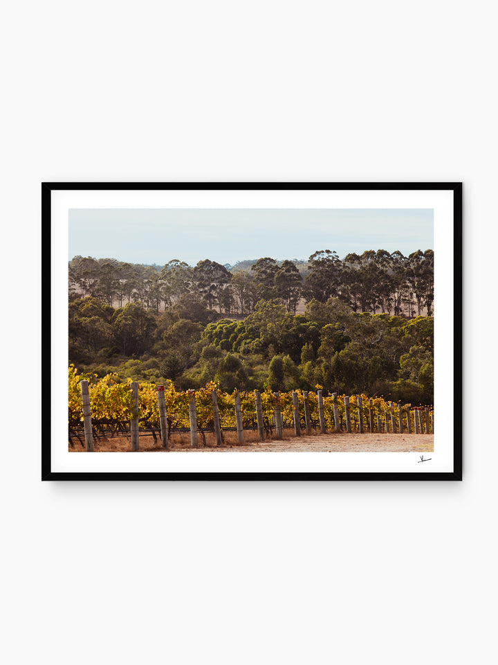 Cape Mentelle Winery 01 - Wall Art Print - Australia Unseen
