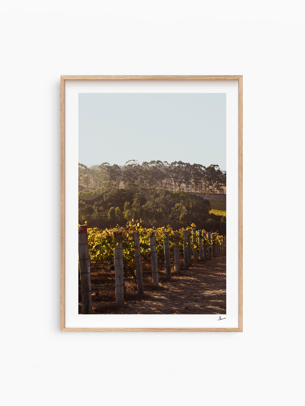 Cape Mentelle Winery 03 - Wall Art Print - Australia Unseen