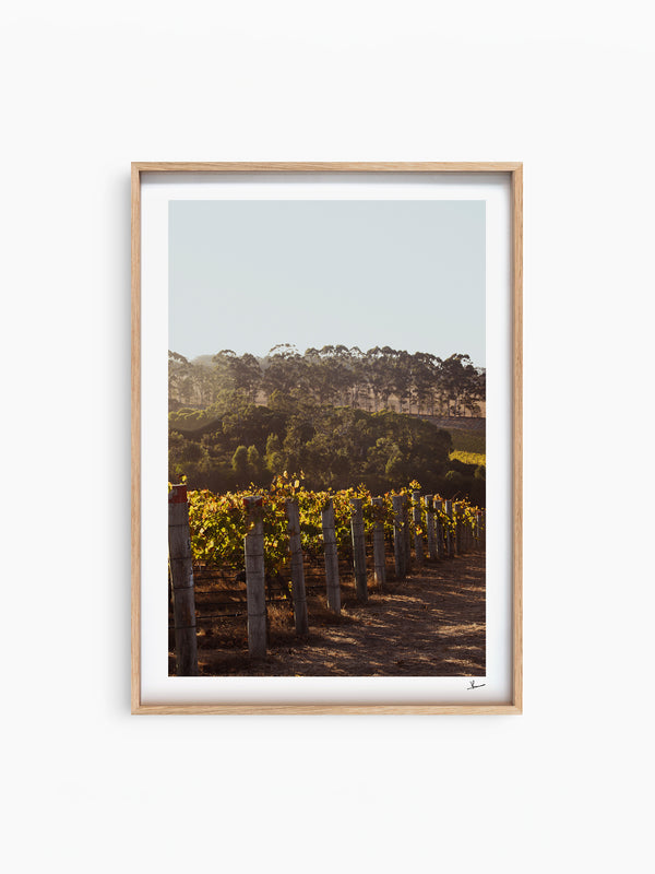 Cape Mentelle Winery 03 - Wall Art Print - Australia Unseen
