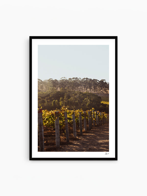 Cape Mentelle Winery 03 - Wall Art Print - Australia Unseen