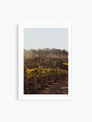 Cape Mentelle Winery 03 - Wall Art Print - Australia Unseen