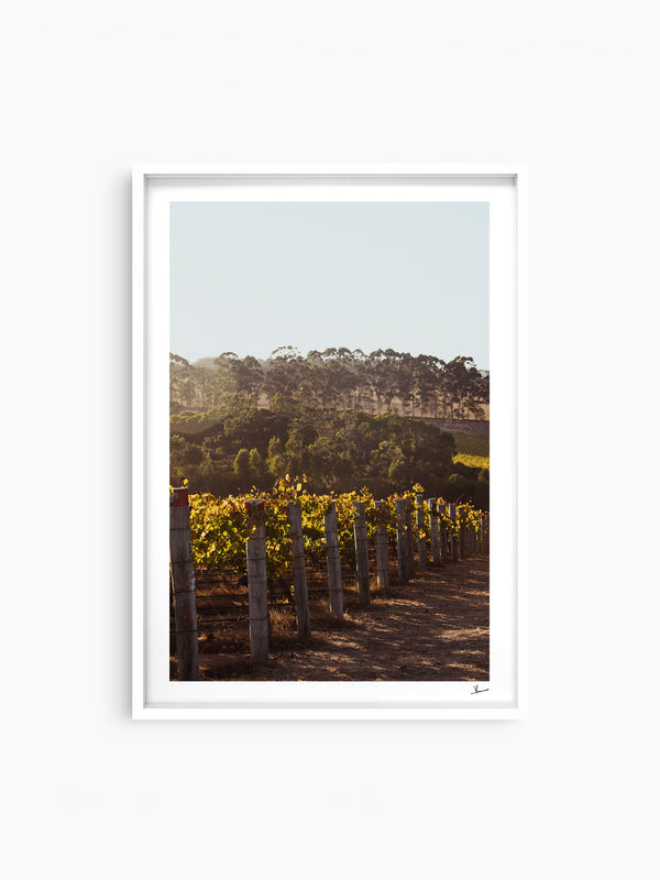 Cape Mentelle Winery 03 - Wall Art Print - Australia Unseen