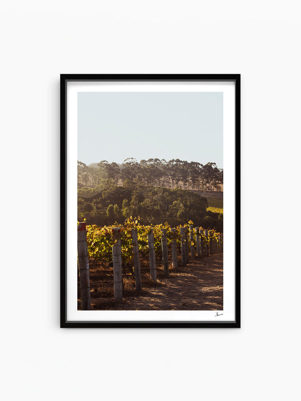 Cape Mentelle Winery 03 - Wall Art Print - Australia Unseen