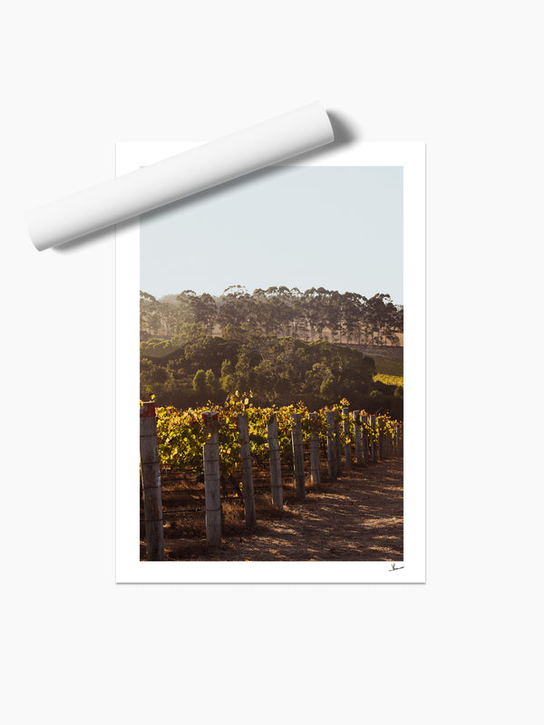 Cape Mentelle Winery 03 - Wall Art Print - Australia Unseen