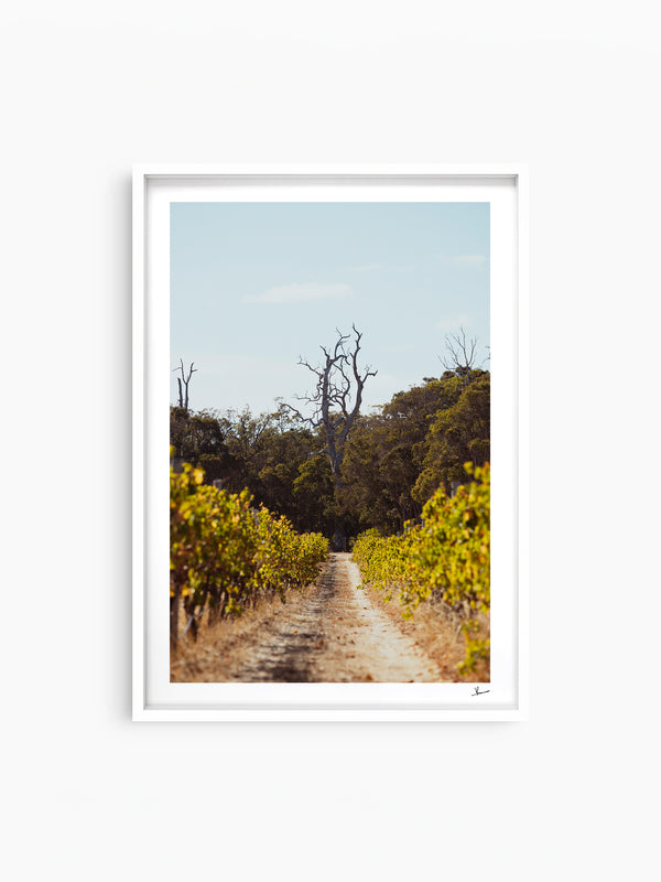 Cape Mentelle Winery 05 - Wall Art Print - Australia Unseen