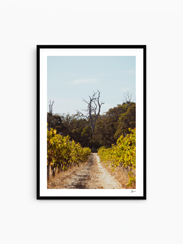 Cape Mentelle Winery 05 - Wall Art Print - Australia Unseen