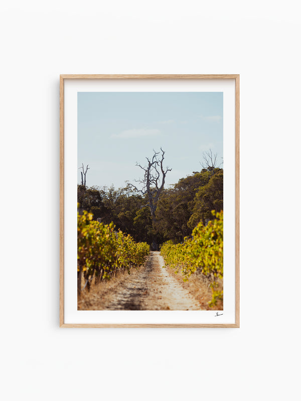 Cape Mentelle Winery 05 - Wall Art Print - Australia Unseen