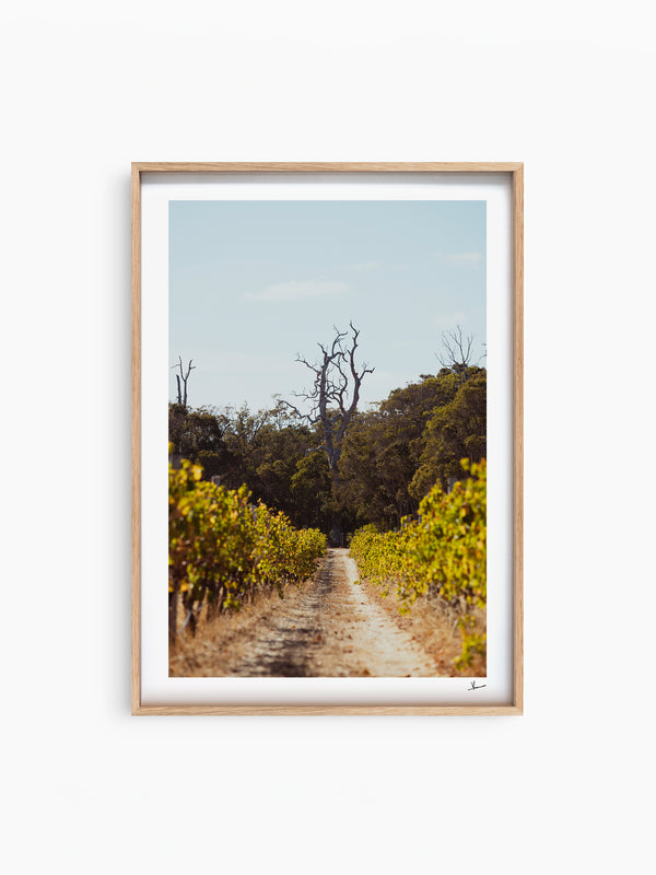 Cape Mentelle Winery 05 - Wall Art Print - Australia Unseen