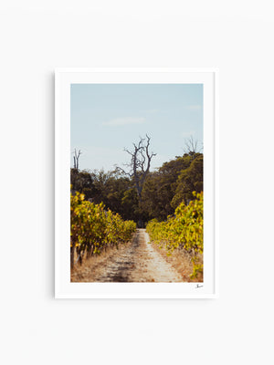Cape Mentelle Winery 05 - Wall Art Print - Australia Unseen