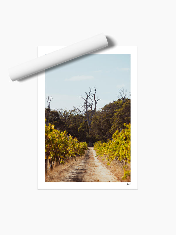 Cape Mentelle Winery 05 - Wall Art Print - Australia Unseen