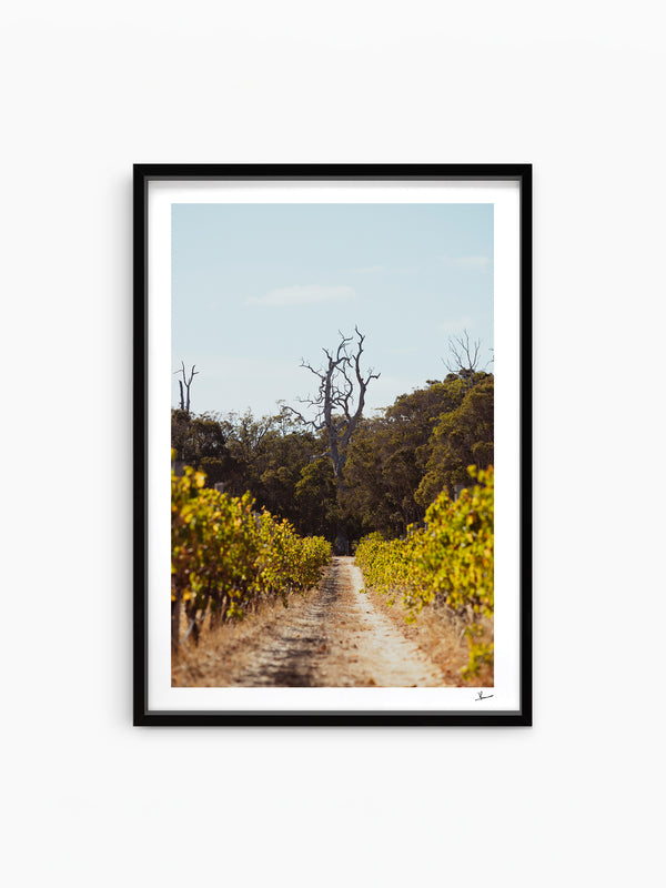 Cape Mentelle Winery 05 - Wall Art Print - Australia Unseen