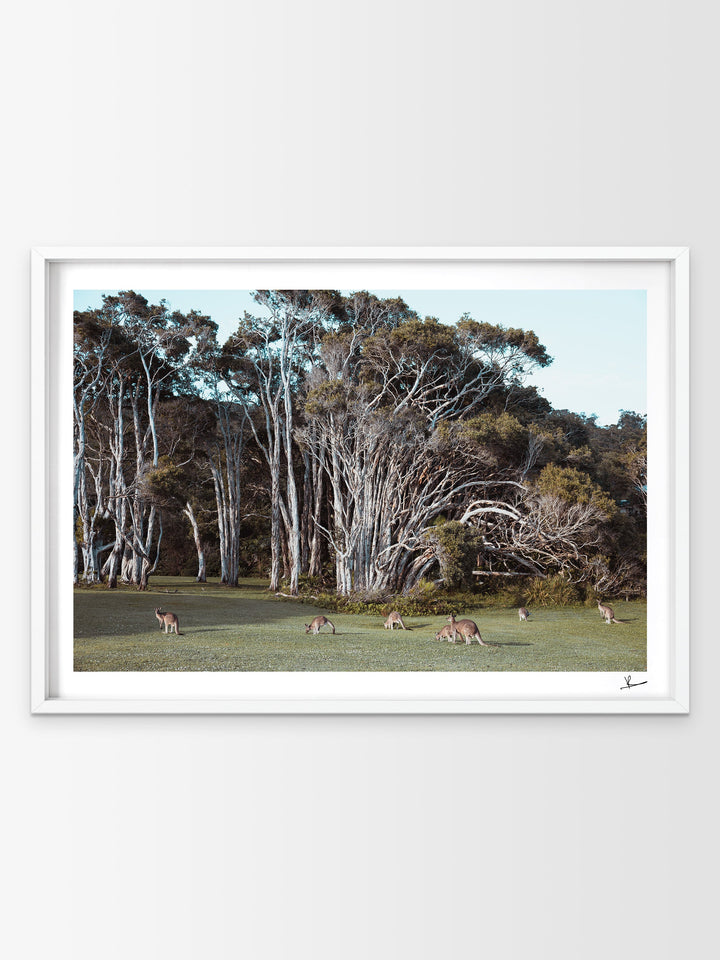 Kangaroos 01 (Little Bay Beach, NSW) - Australia Unseen