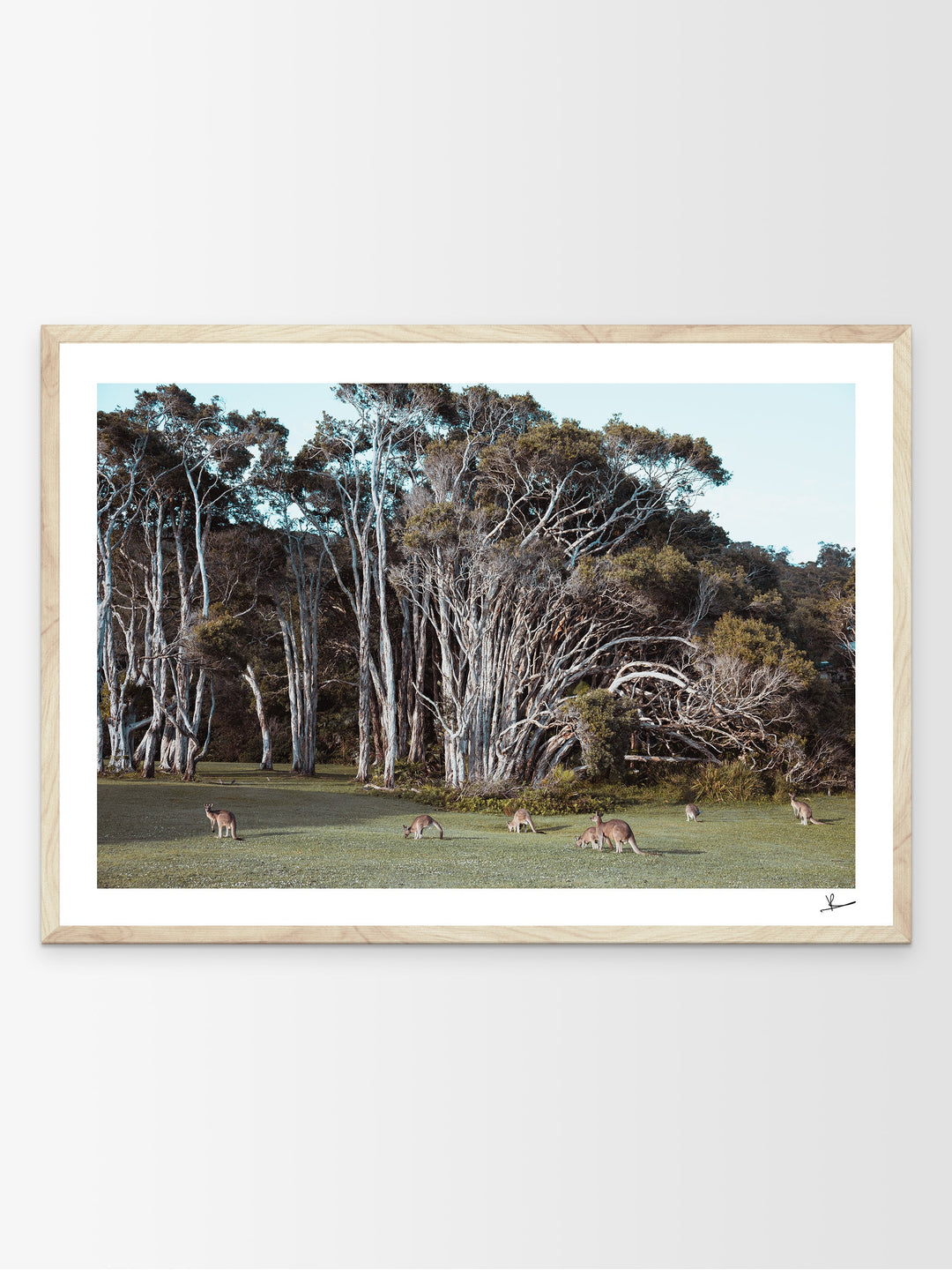 Kangaroos 01 (Little Bay Beach, NSW) - Australia Unseen