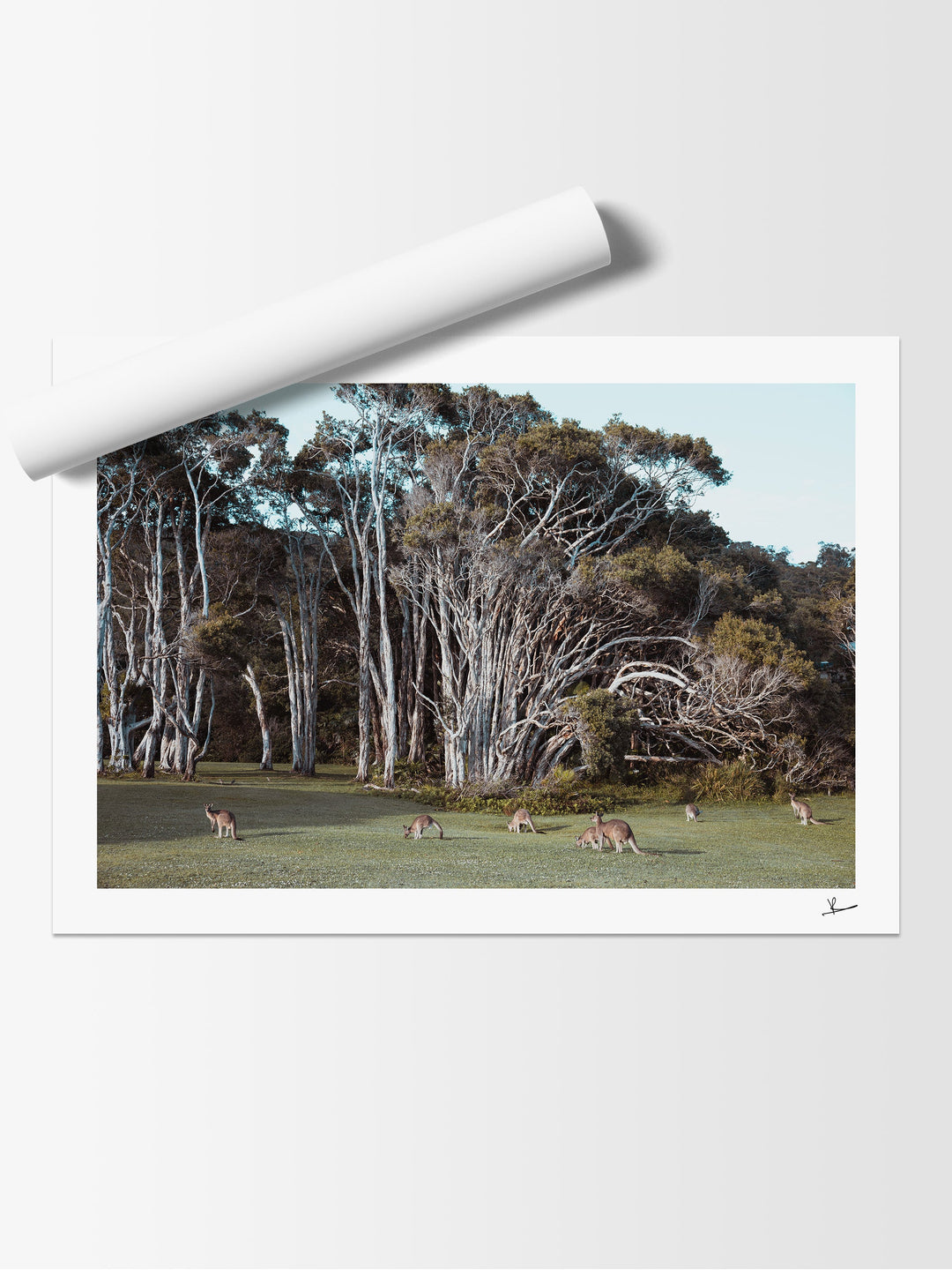 Kangaroos 01 (Little Bay Beach, NSW) - Australia Unseen