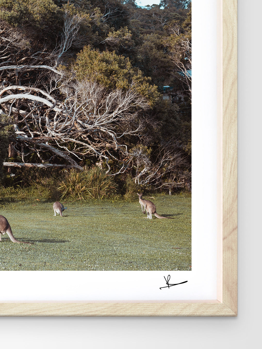 Kangaroos 01 (Little Bay Beach, NSW) - Australia Unseen