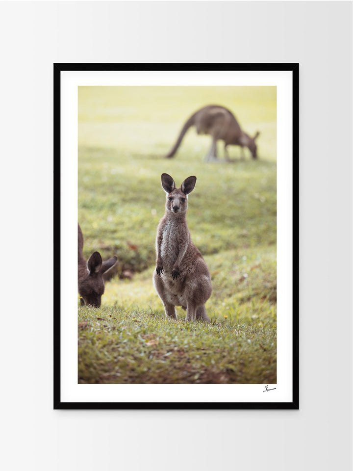 Kangaroos 02 (South West Rocks, NSW) - Wall Art Print - Australia Unseen