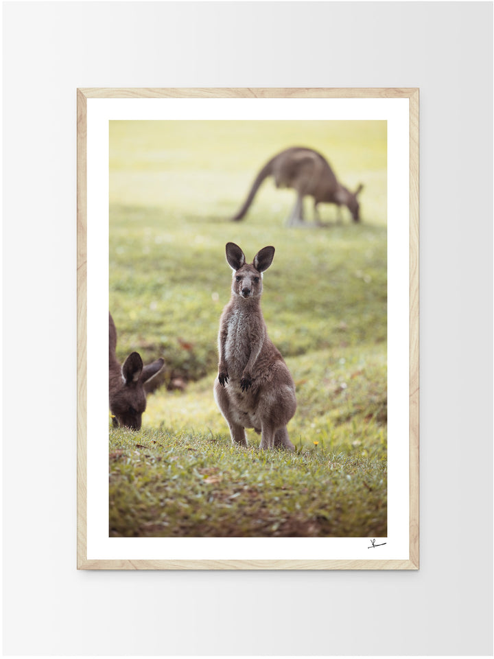 Kangaroos 02 (South West Rocks, NSW) - Wall Art Print - Australia Unseen