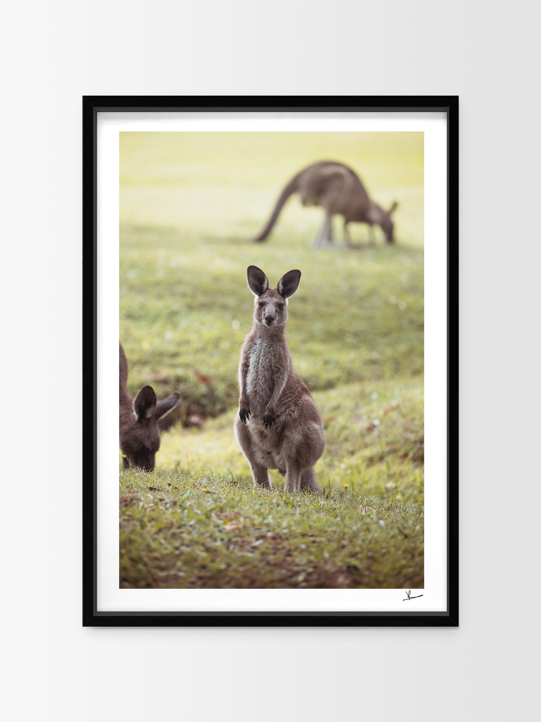 Kangaroos 02 (South West Rocks, NSW) - Wall Art Print - Australia Unseen