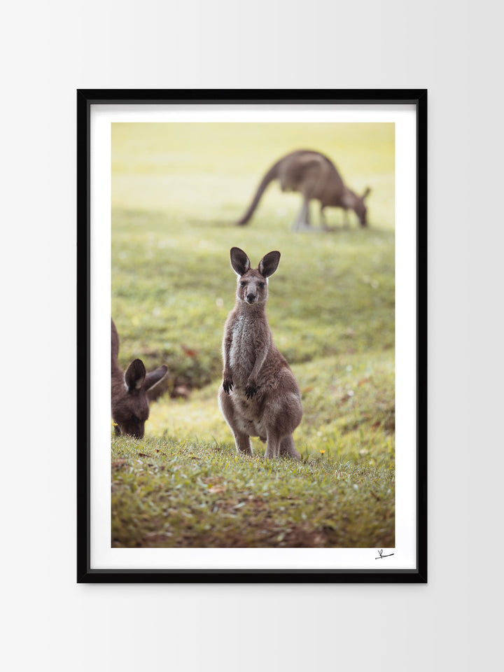 Kangaroos 02 (South West Rocks, NSW) - Wall Art Print - Australia Unseen