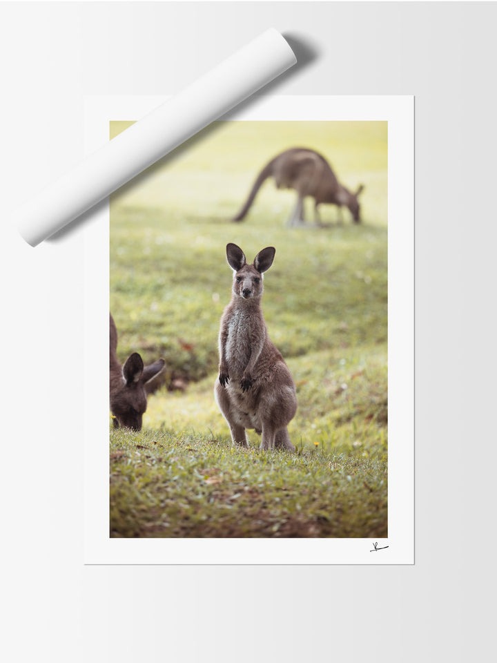 Kangaroos 02 (South West Rocks, NSW) - Wall Art Print - Australia Unseen