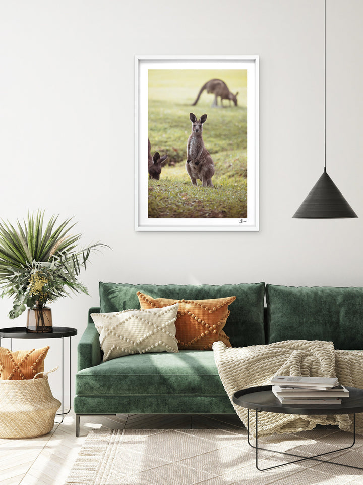 Kangaroos 02 (South West Rocks, NSW) - Wall Art Print - Australia Unseen