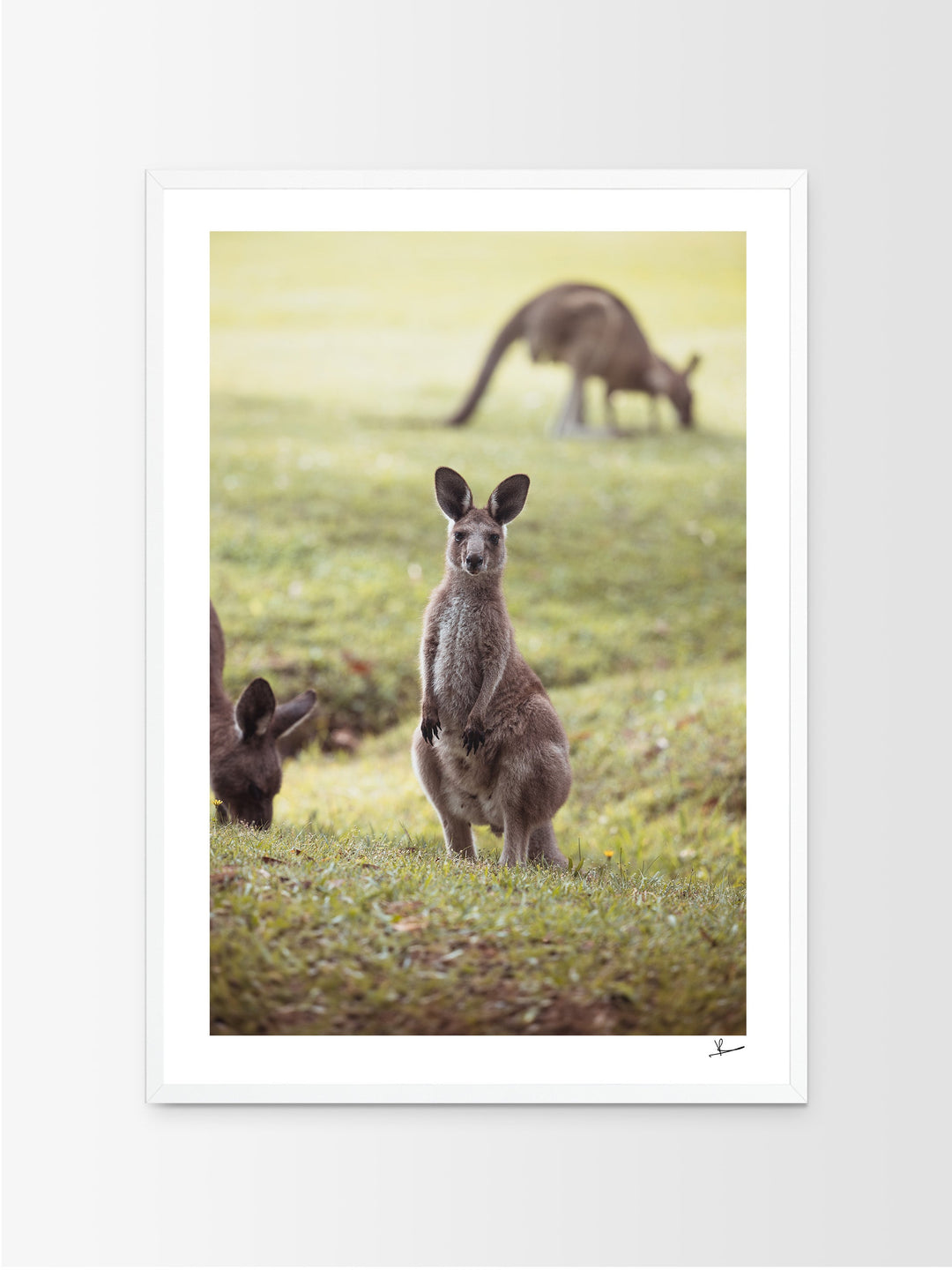 Kangaroos 02 (South West Rocks, NSW) - Wall Art Print - Australia Unseen