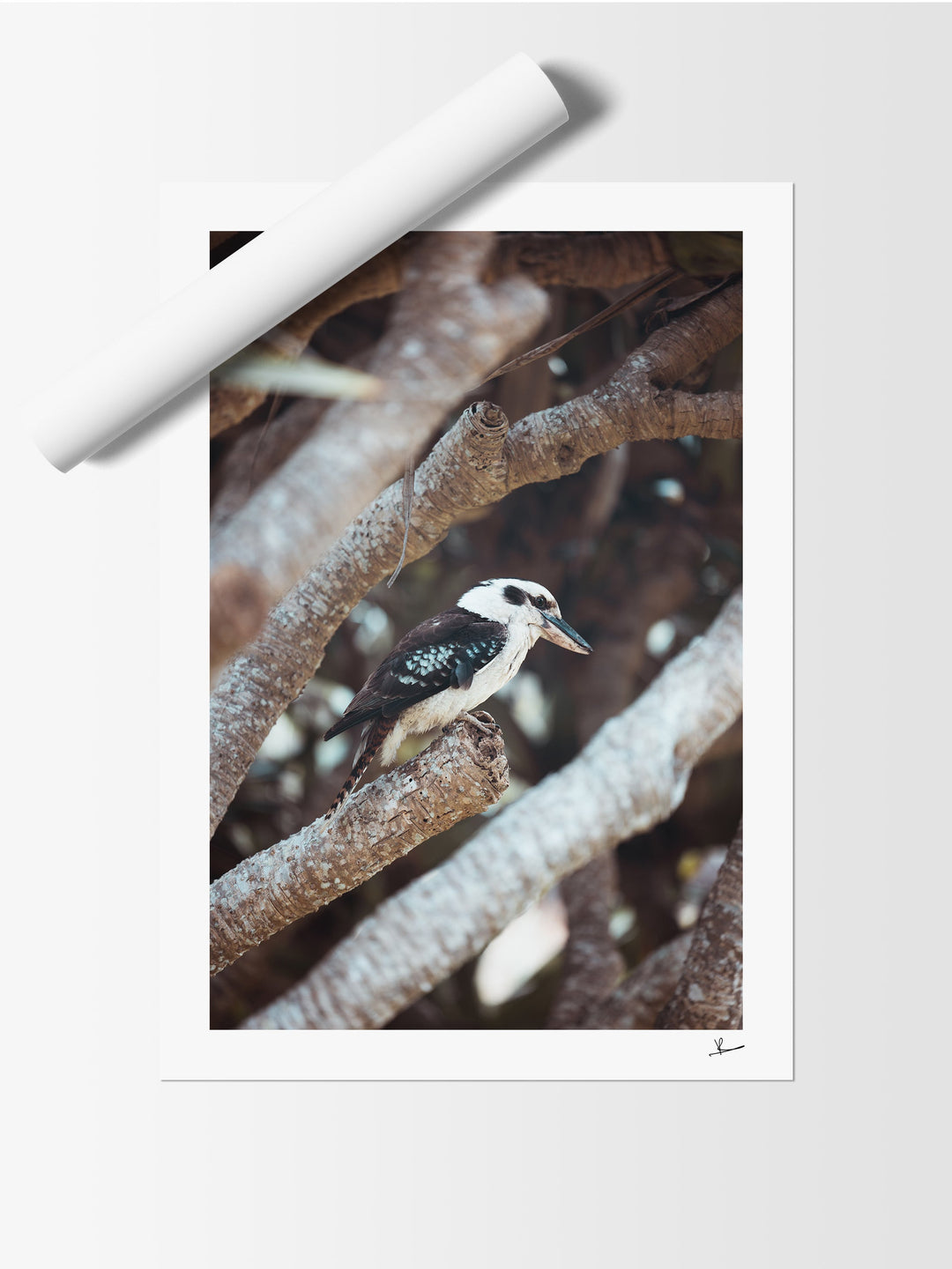 Kookaburra 01 (South West Rocks, NSW) - Wall Art Print - Australia Unseen