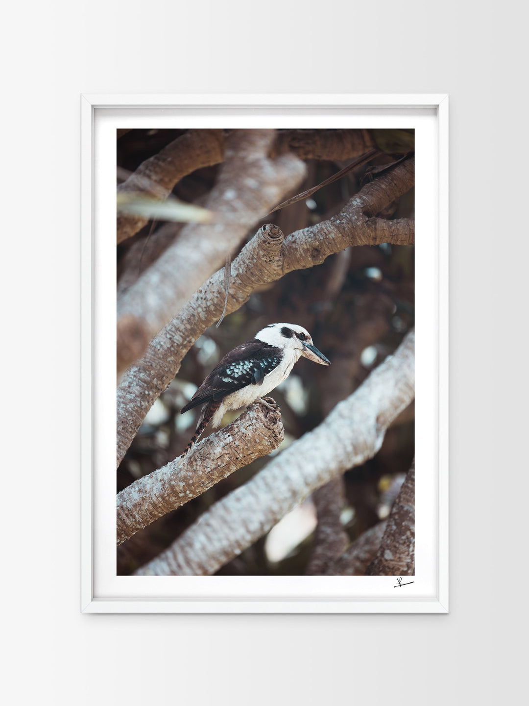 Kookaburra 01 (South West Rocks, NSW) - Wall Art Print - Australia Unseen