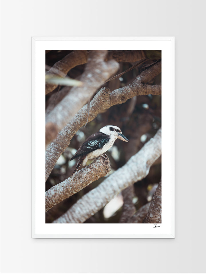 Kookaburra 01 (South West Rocks, NSW) - Wall Art Print - Australia Unseen