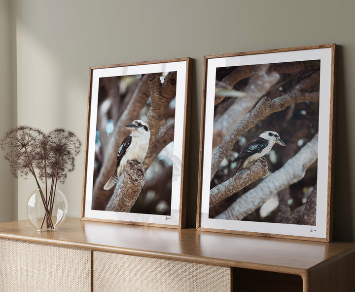 Kookaburra 01 (South West Rocks, NSW) - Wall Art Print - Australia Unseen