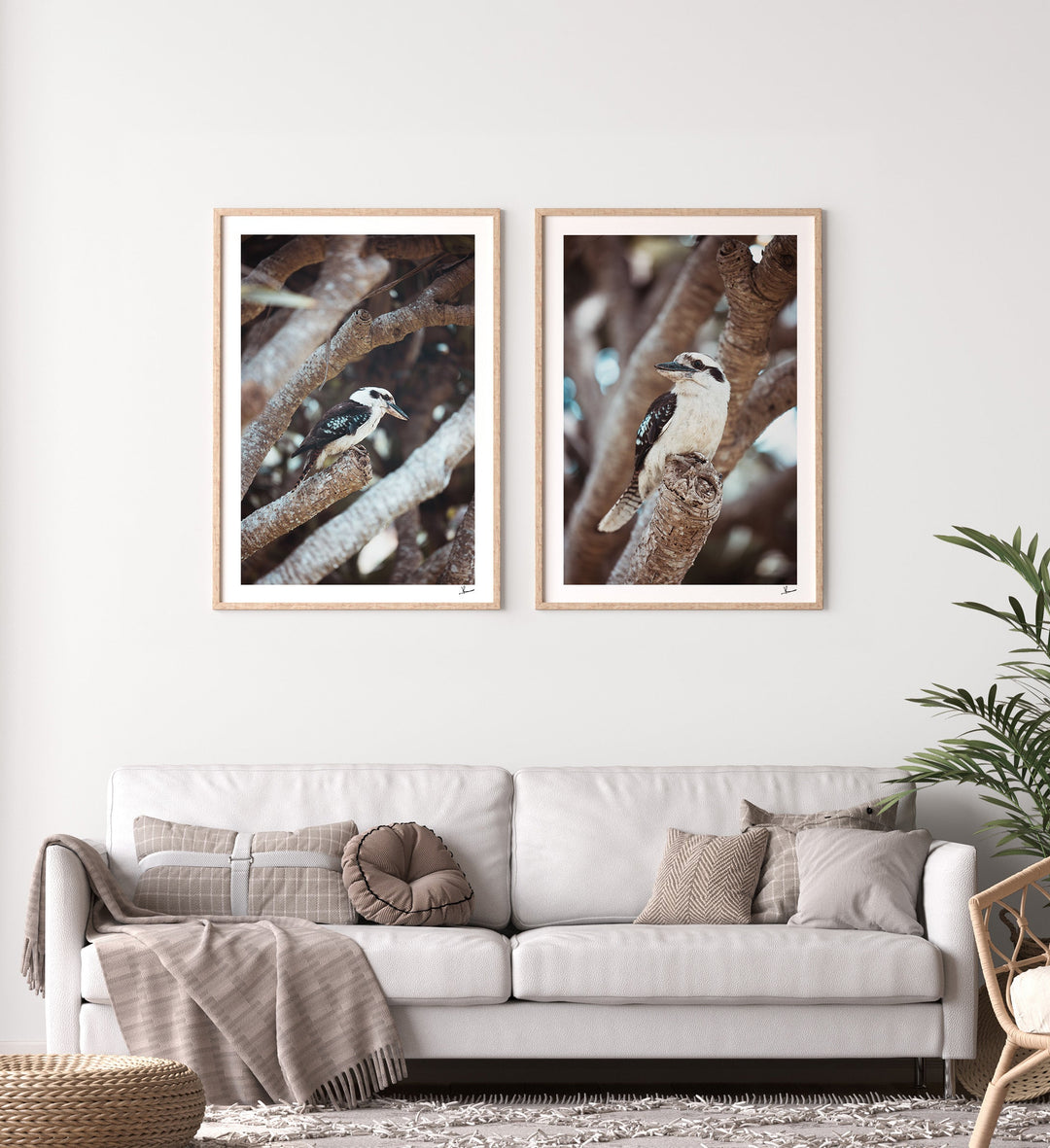 Kookaburra 01 (South West Rocks, NSW) - Wall Art Print - Australia Unseen