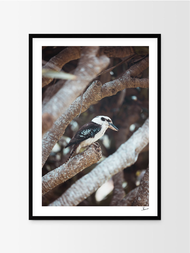 Kookaburra 01 (South West Rocks, NSW) - Wall Art Print - Australia Unseen