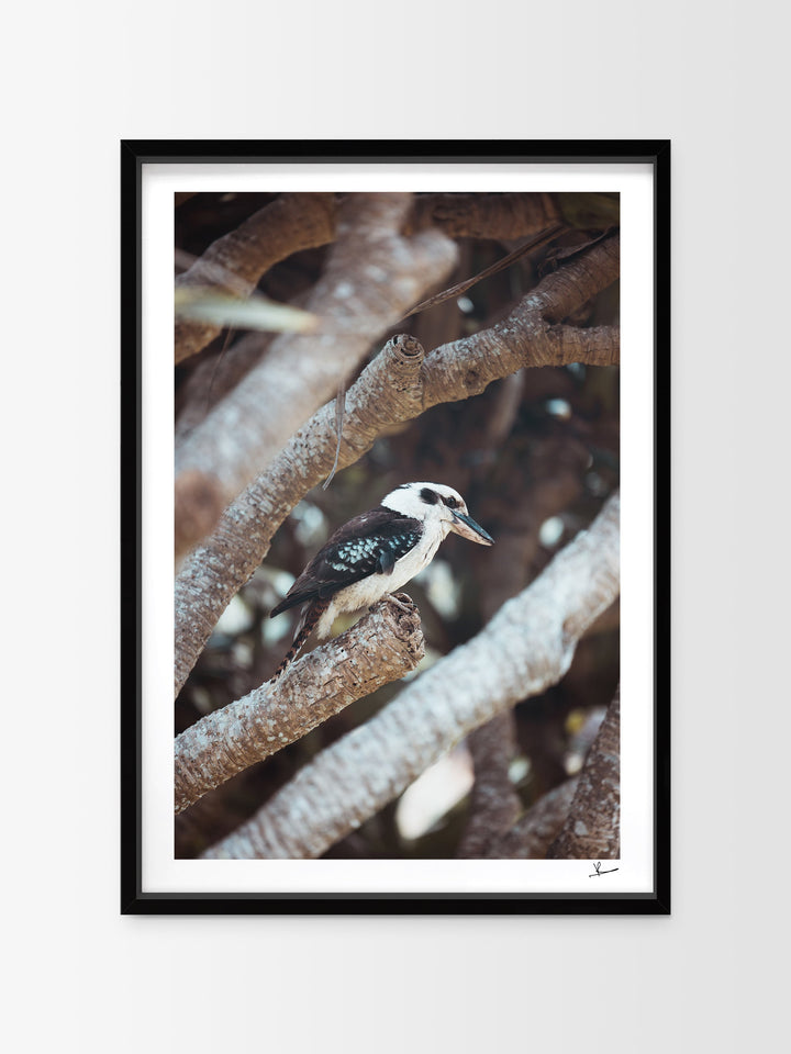 Kookaburra 01 (South West Rocks, NSW) - Wall Art Print - Australia Unseen