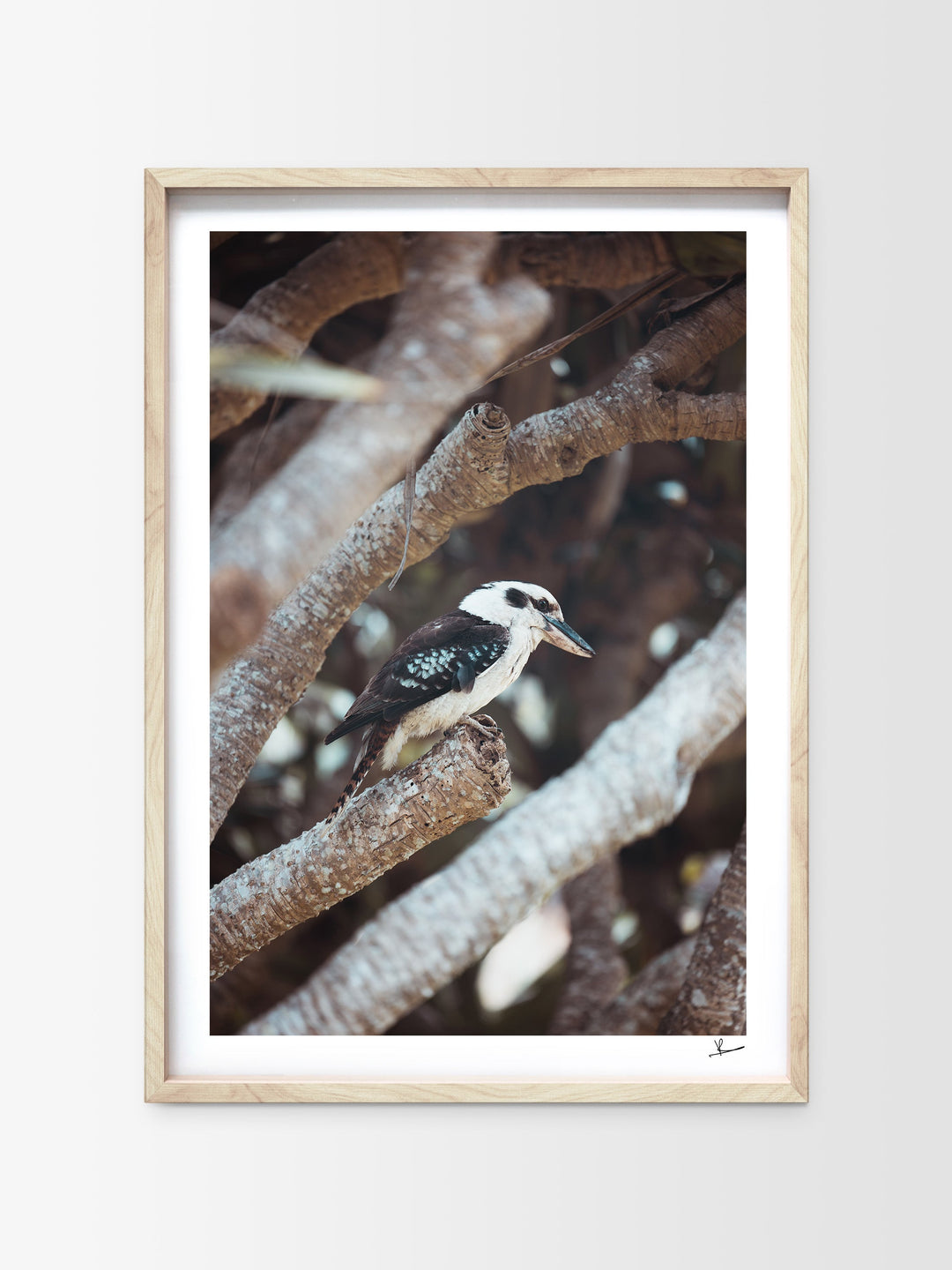 Kookaburra 01 (South West Rocks, NSW) - Wall Art Print - Australia Unseen