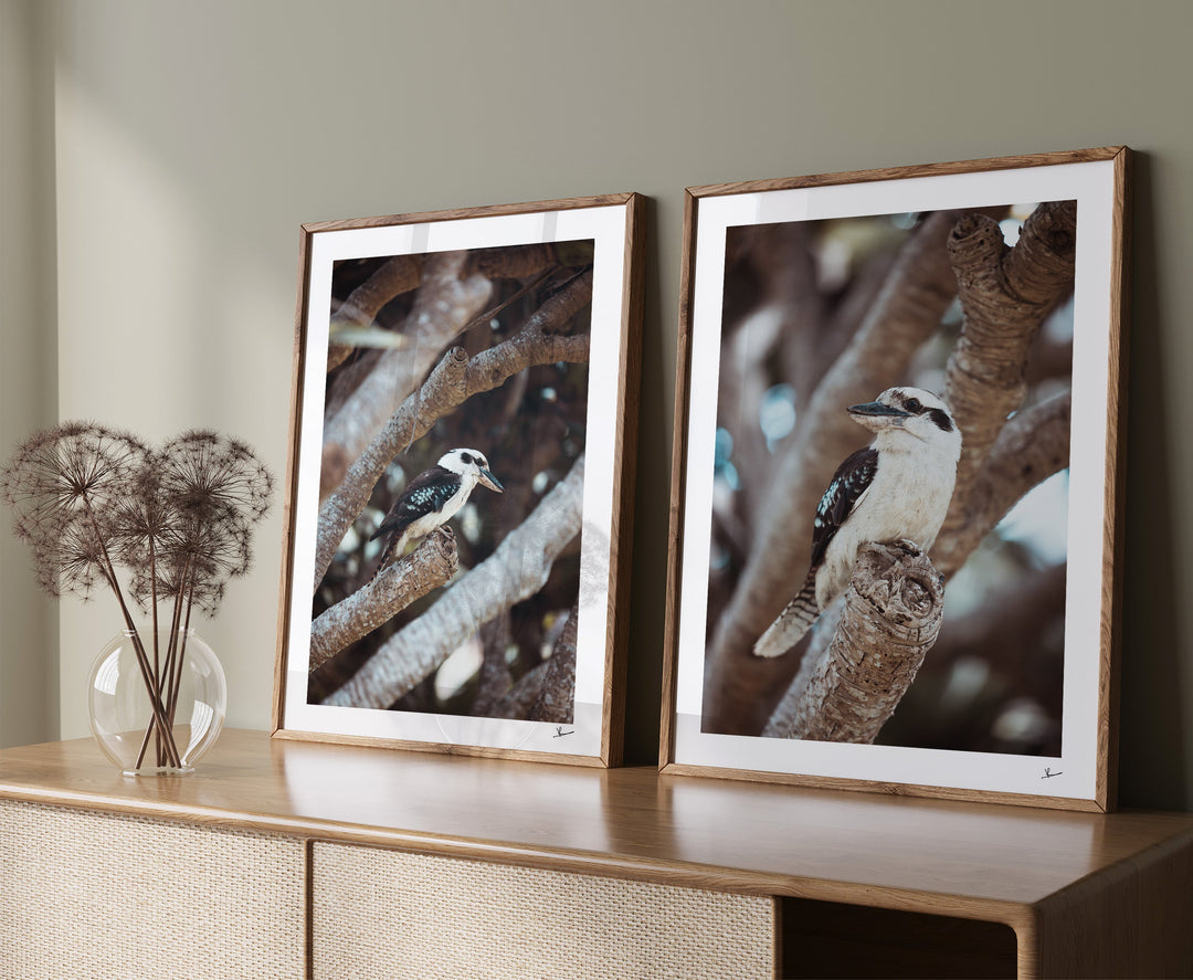 Kookaburra 02 (South West Rocks, NSW) - Wall Art Print - Australia Unseen