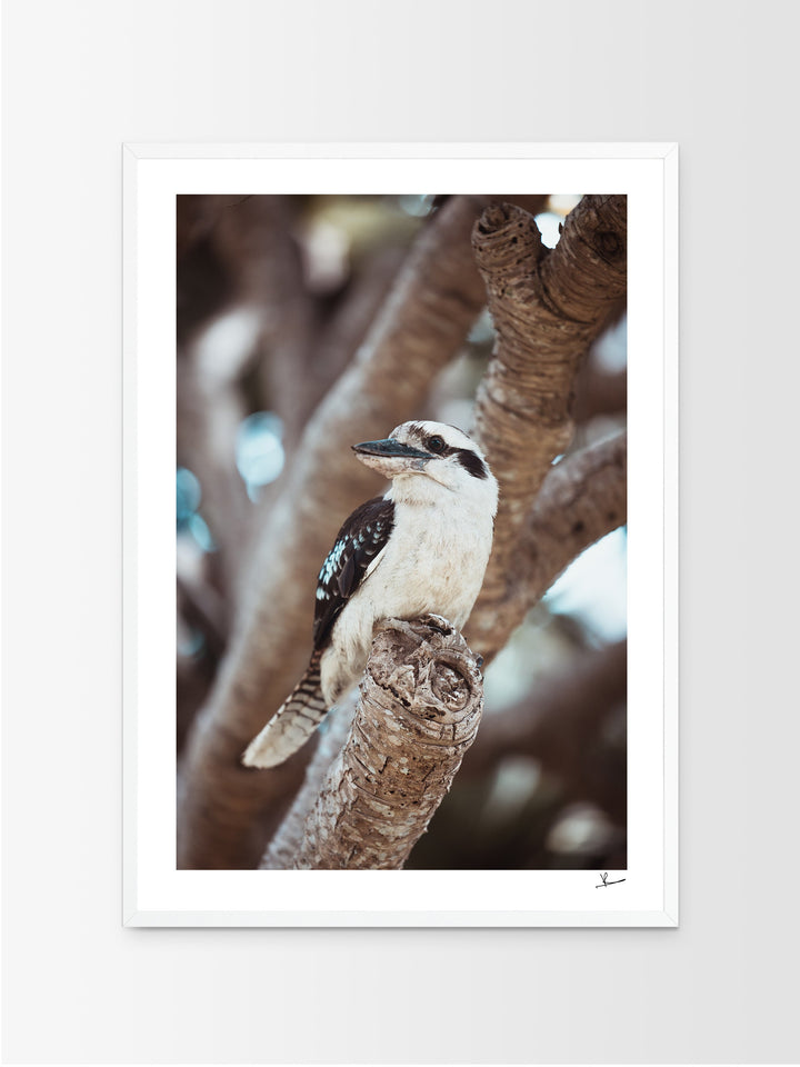 Kookaburra 02 (South West Rocks, NSW) - Wall Art Print - Australia Unseen