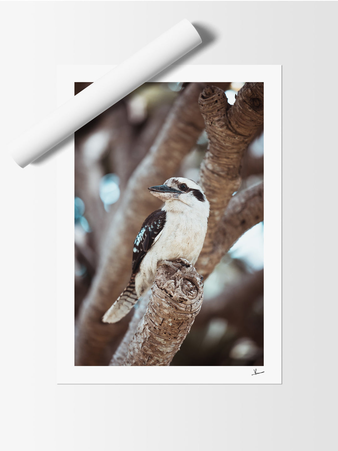 Kookaburra 02 (South West Rocks, NSW) - Wall Art Print - Australia Unseen