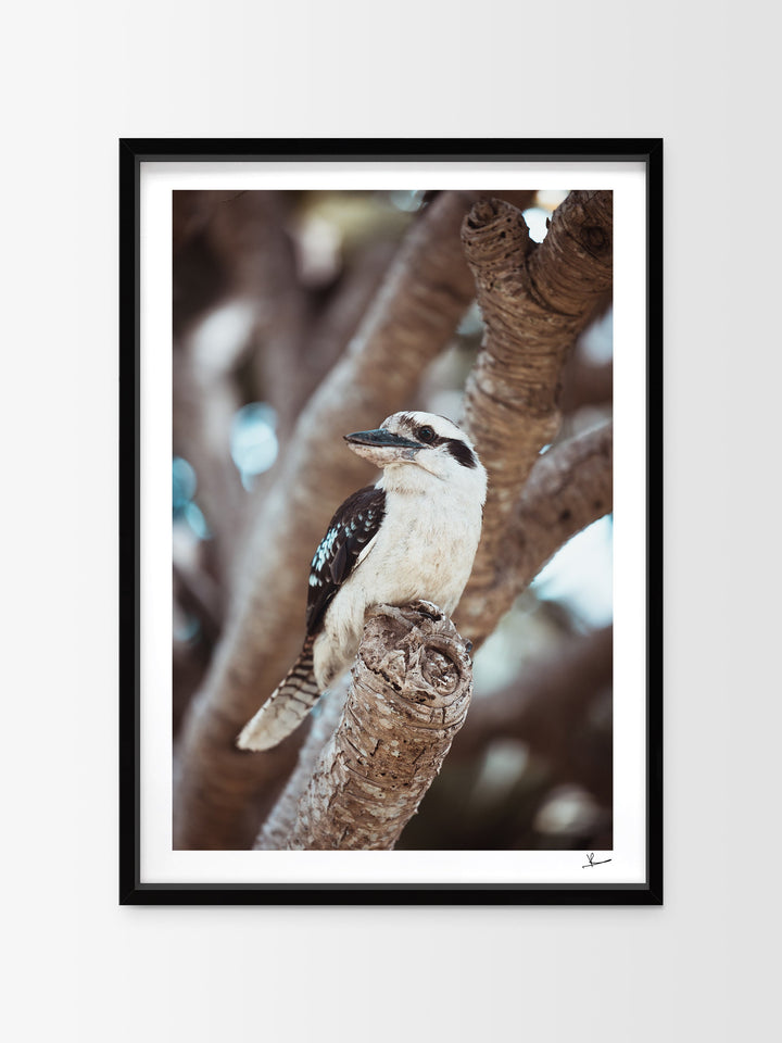 Kookaburra 02 (South West Rocks, NSW) - Wall Art Print - Australia Unseen