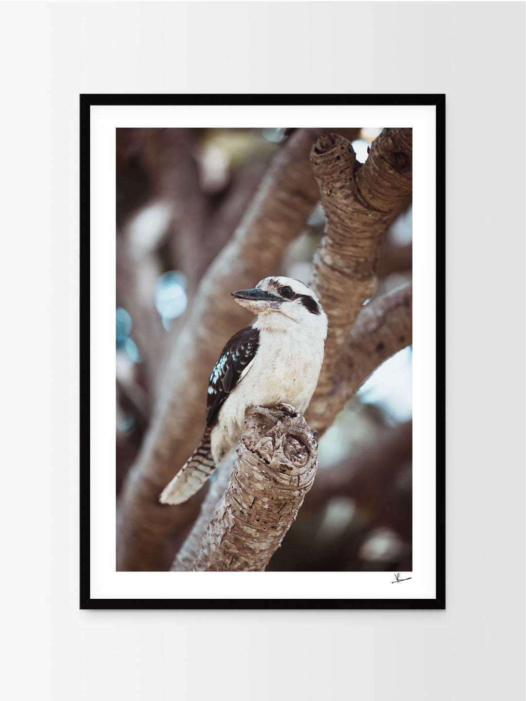 Kookaburra 02 (South West Rocks, NSW) - Wall Art Print - Australia Unseen