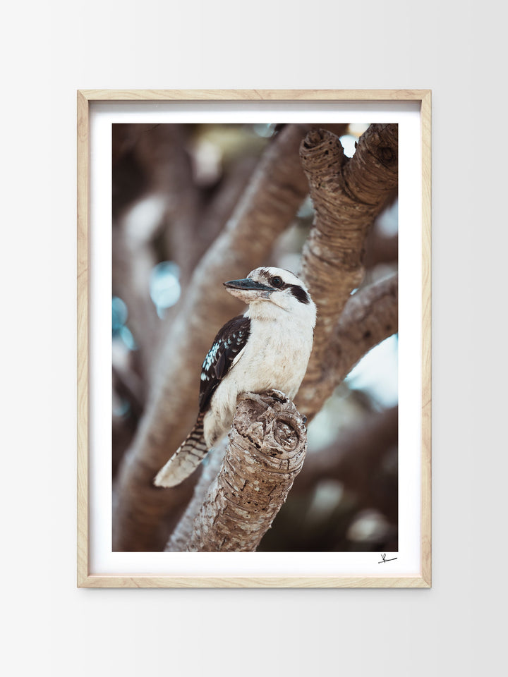 Kookaburra 02 (South West Rocks, NSW) - Wall Art Print - Australia Unseen