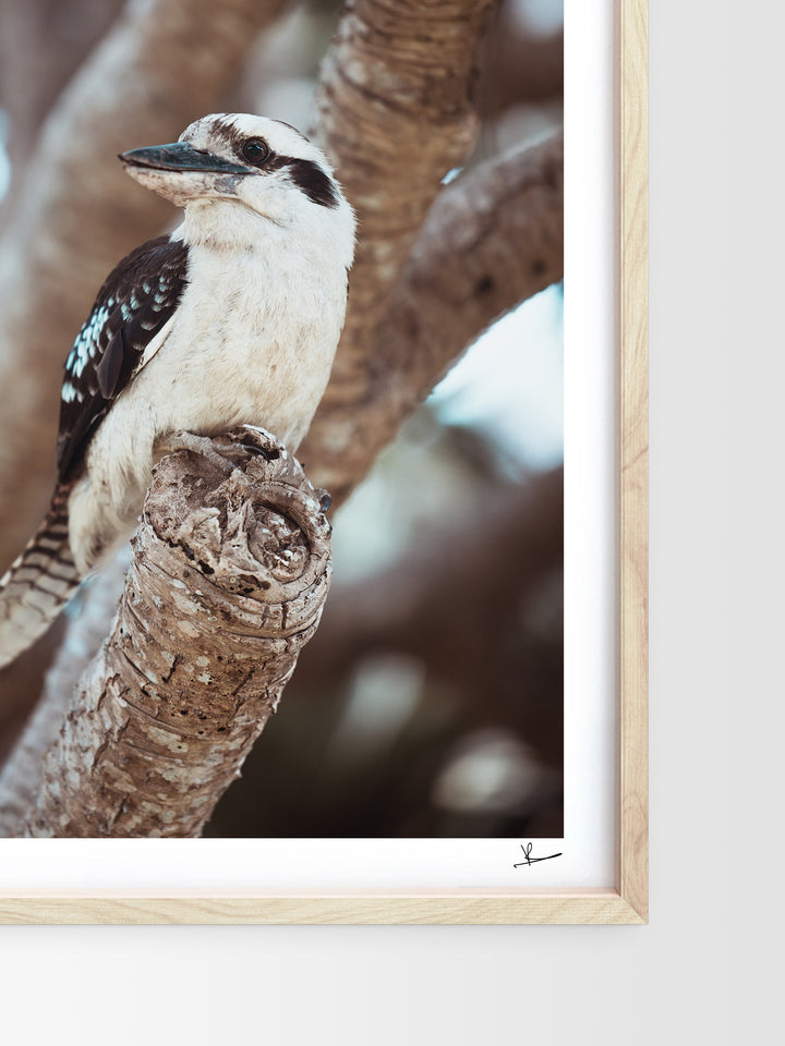 Kookaburra 02 (South West Rocks, NSW) - Wall Art Print - Australia Unseen