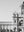 Carlton Gardens - Wall Art Print