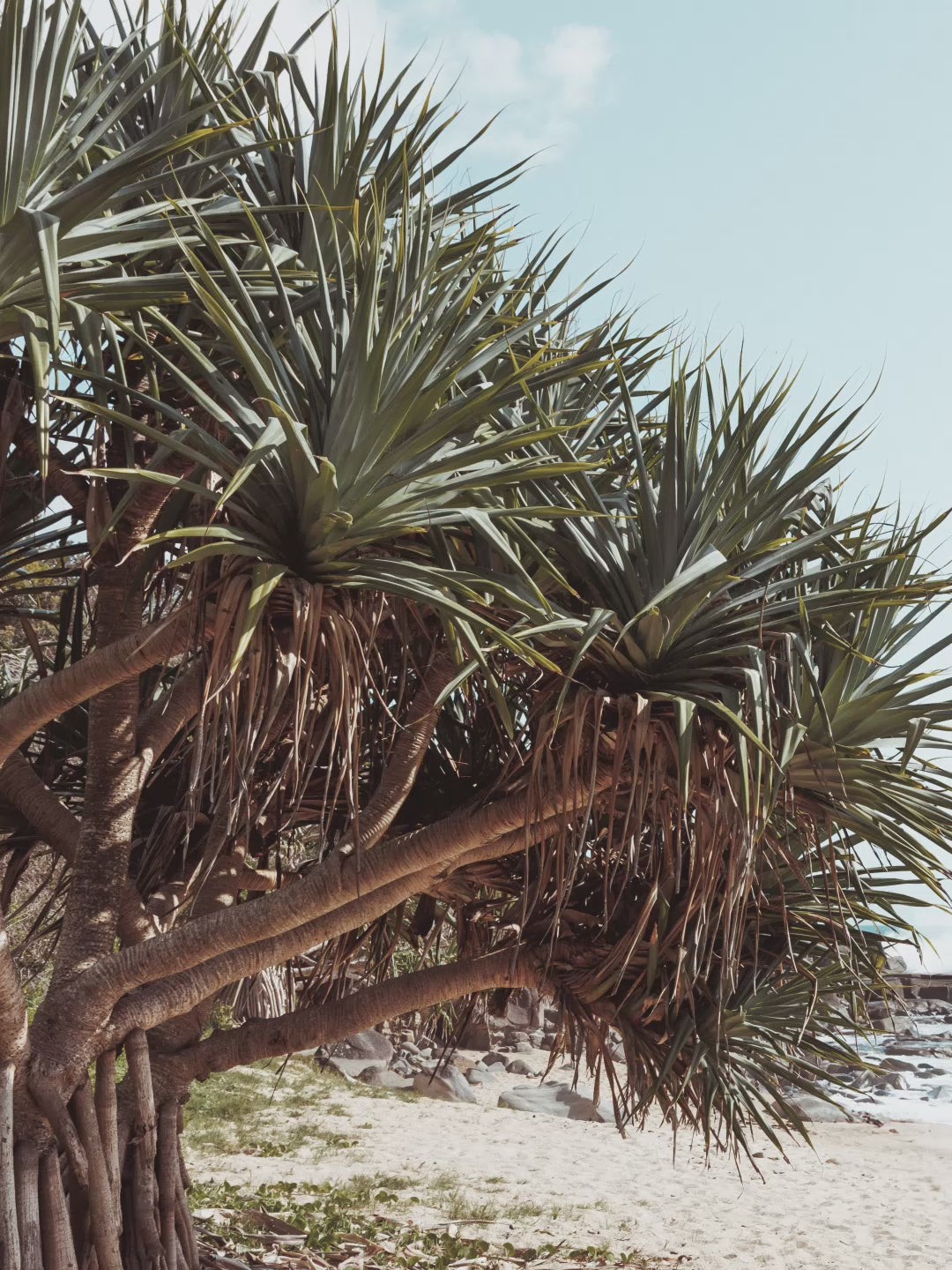 Angourie Point Beach - Wall Art Print
