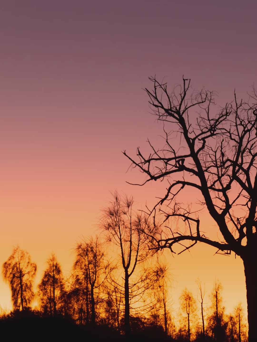 Desert Sunrise 02 - Wall Art Print
