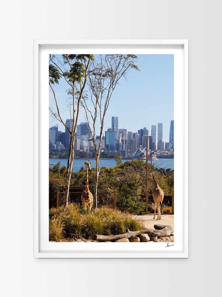 Taronga 02 - Wall Art Print - Australia Unseen