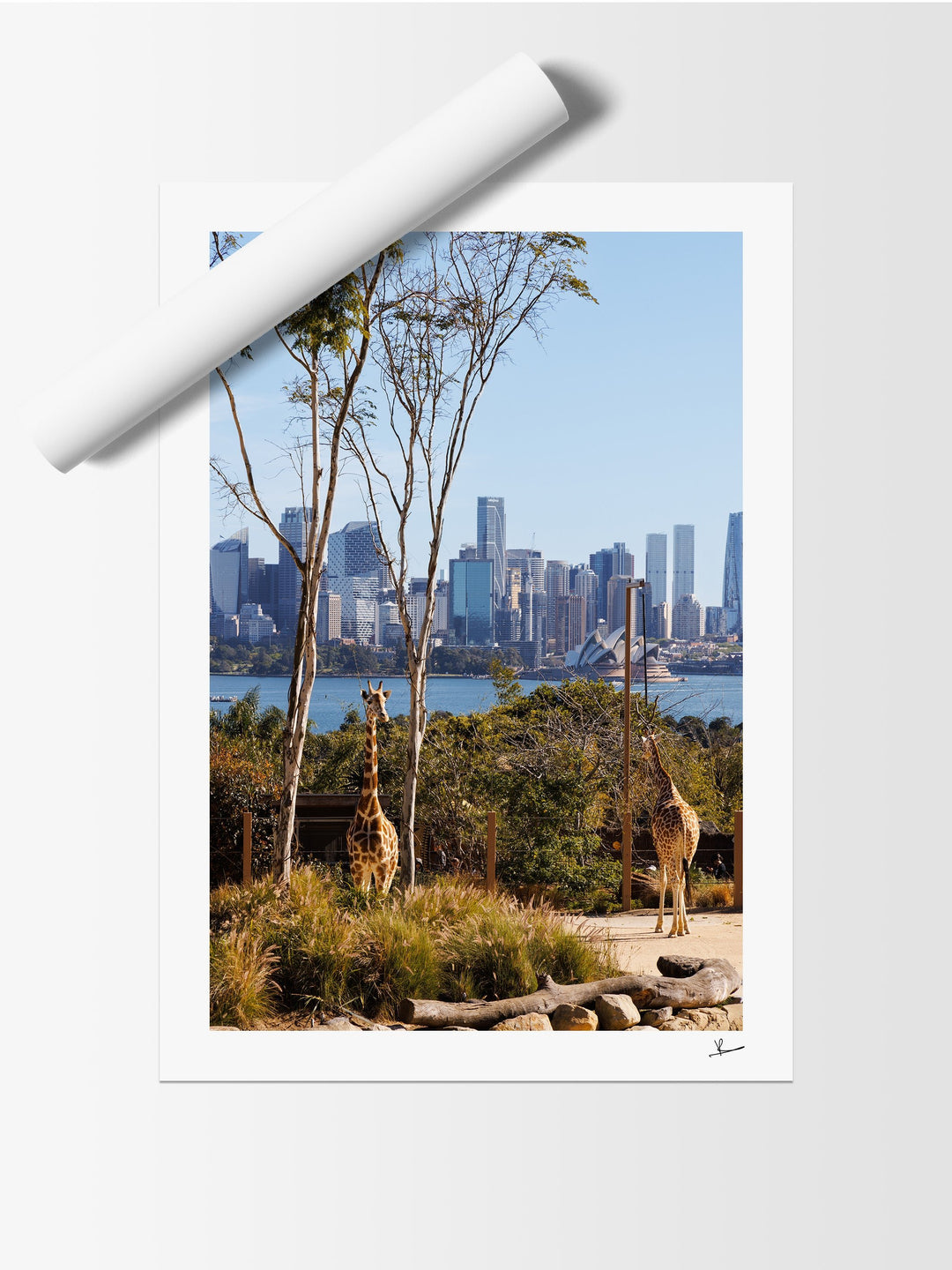 Taronga 02 - Wall Art Print - Australia Unseen