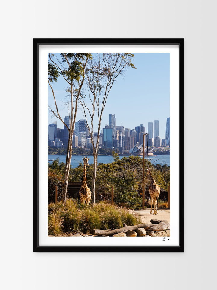 Taronga 02 - Wall Art Print - Australia Unseen