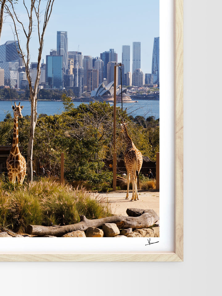 Taronga 02 - Wall Art Print - Australia Unseen