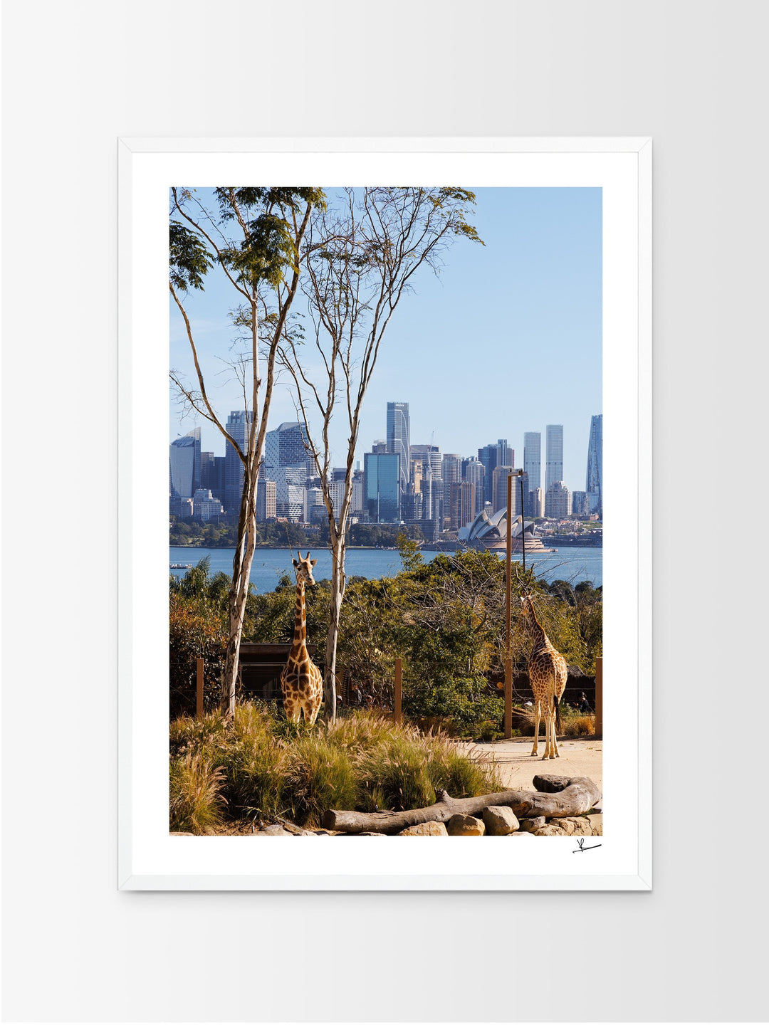 Taronga 02 - Wall Art Print - Australia Unseen